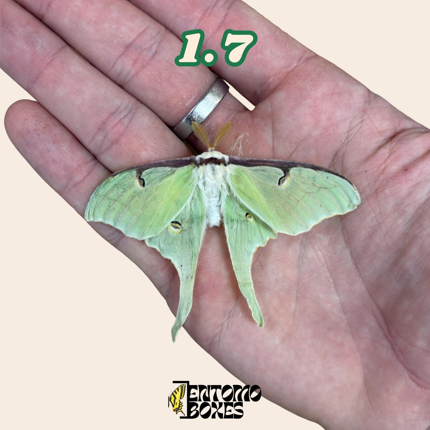 Actias luna moon moth specimen for entomology taxidermy collection