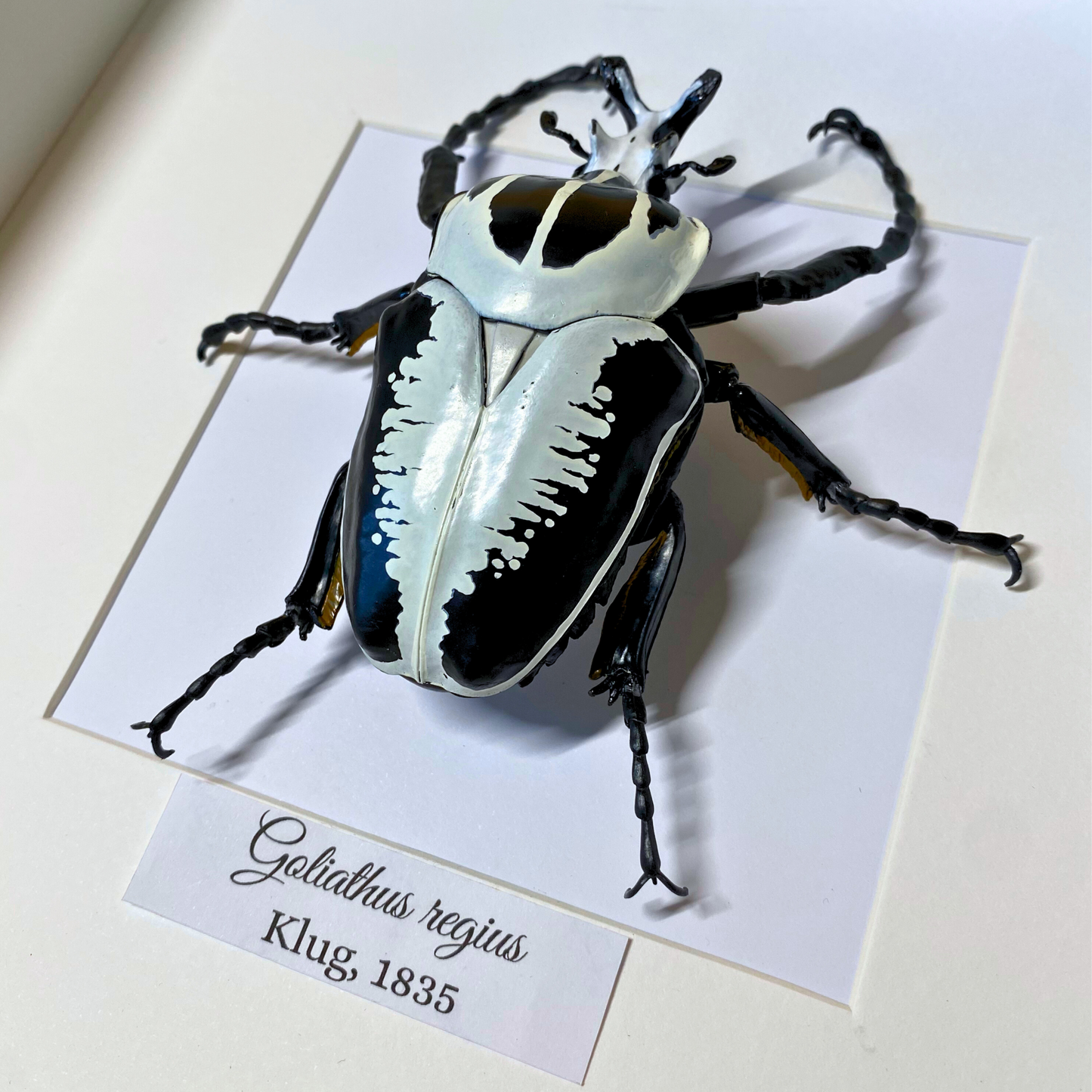 Goliathus Käfer Figur im Rahmen