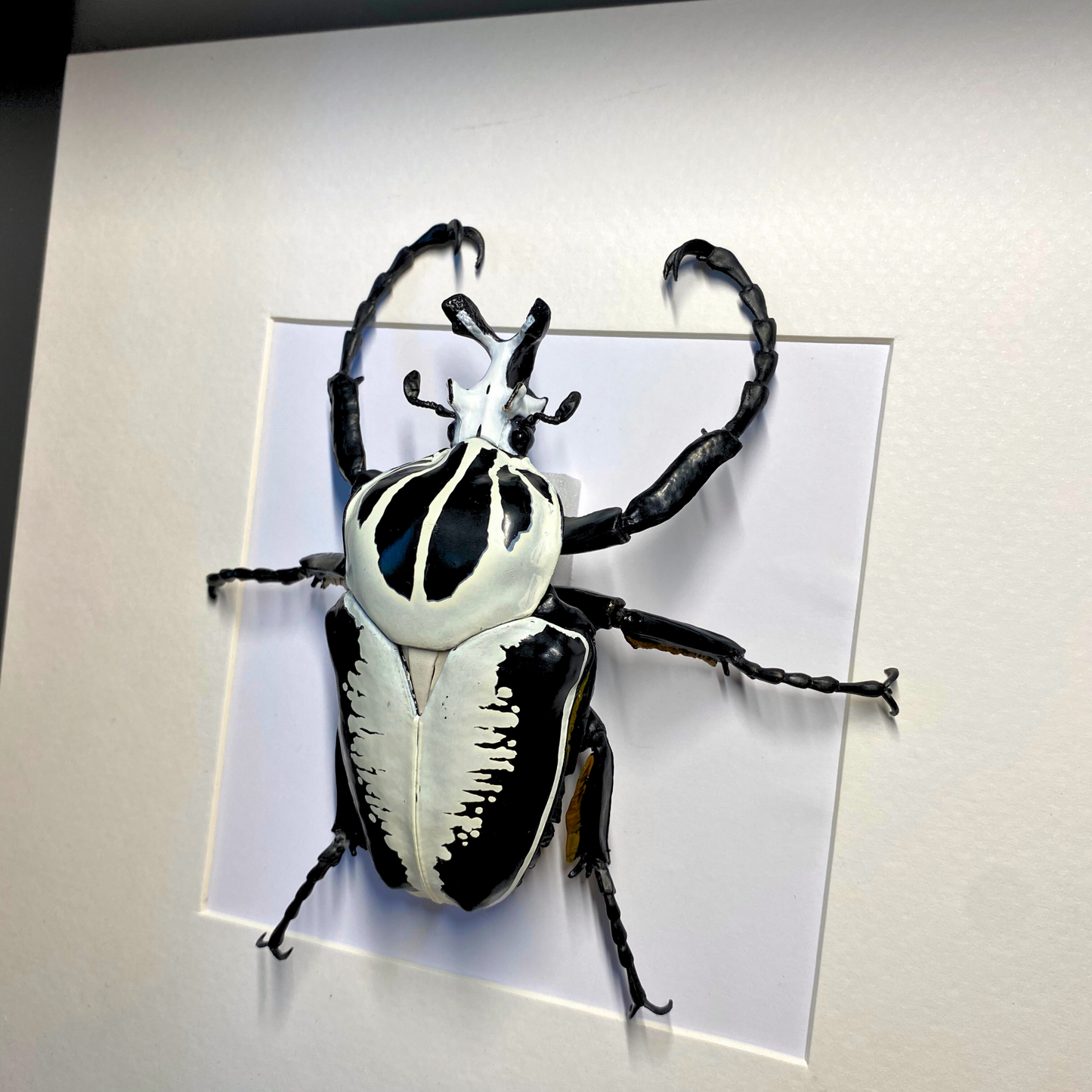 Goliathus Käfer Figur im Rahmen