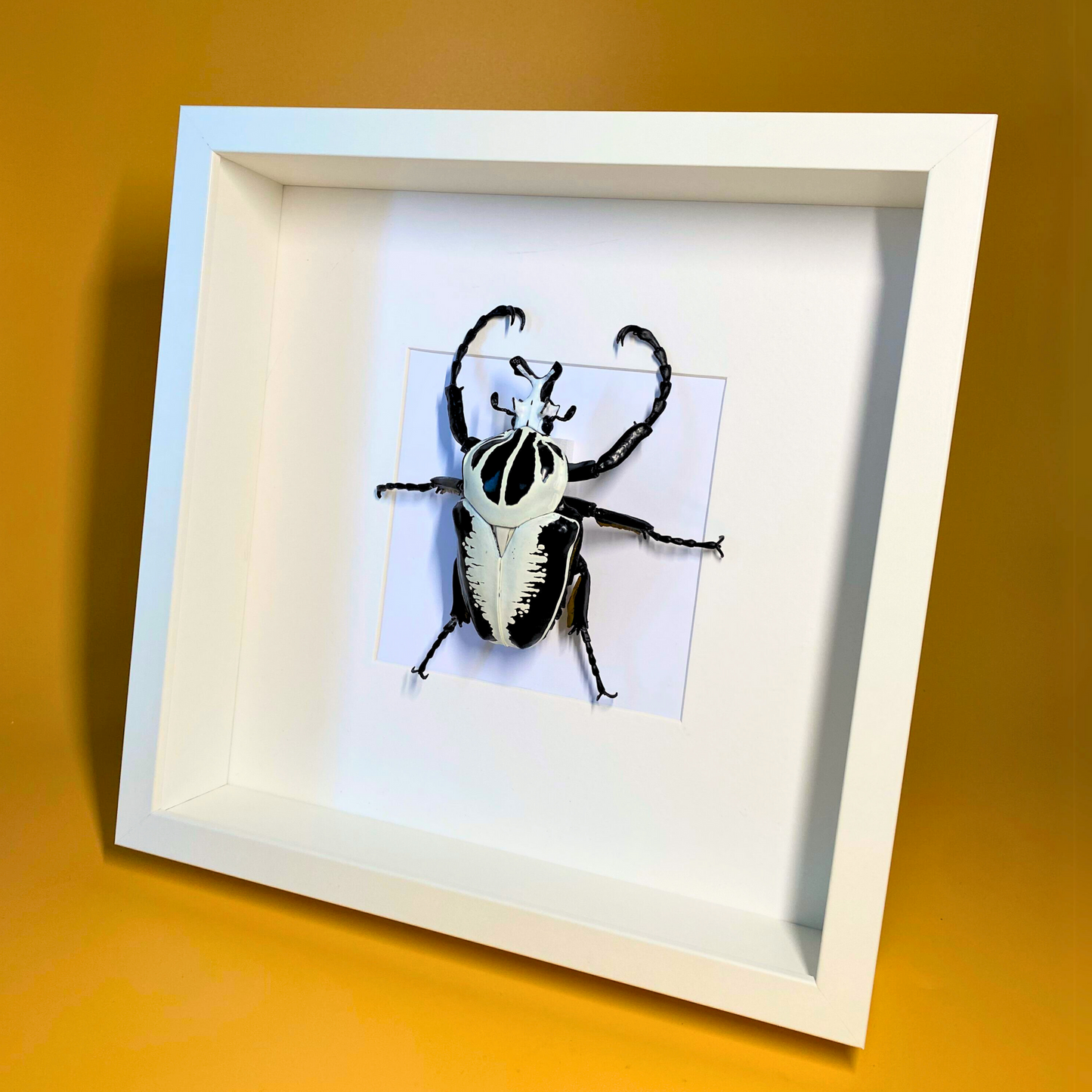 Goliathus Käfer Figur im Rahmen