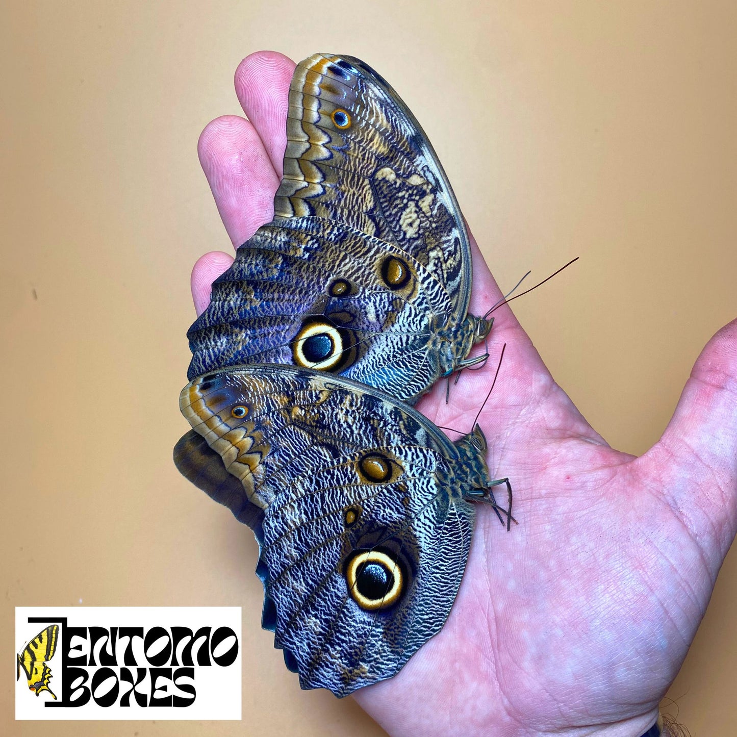 Eulenschmetterling
