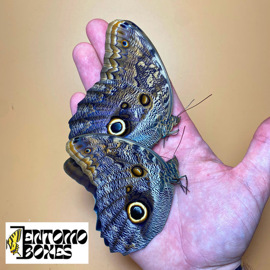 Eulenschmetterling