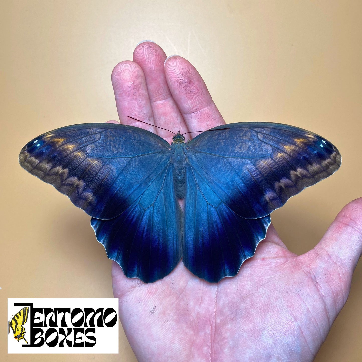 Eulenschmetterling