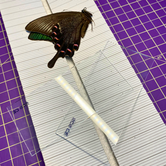 Glasobjektträger zum Ausbreiten von Schmetterlingen