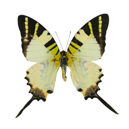 the five bar swordtail