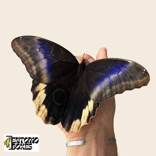 Caligo atreus SELTEN