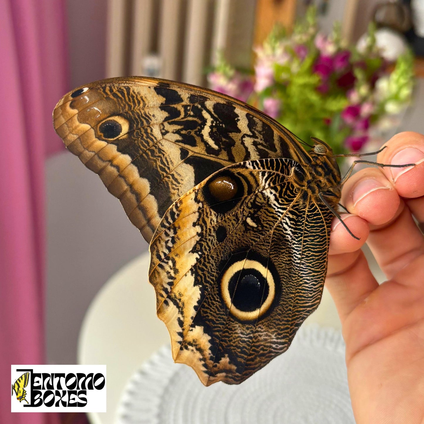 Caligo atreus SELTEN