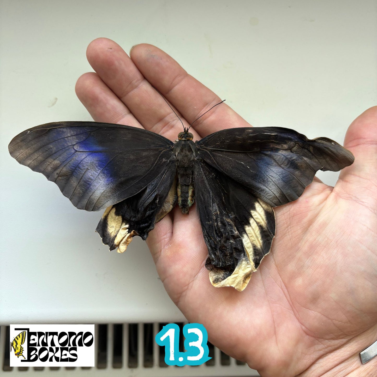 Caligo atreus SELTEN