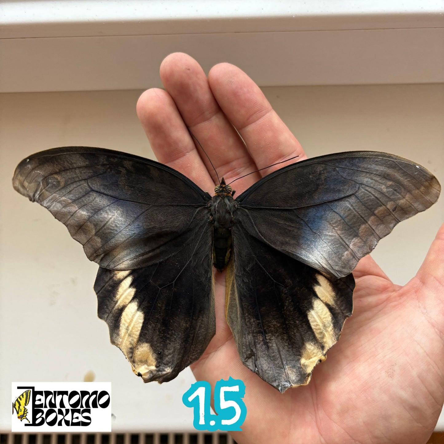 Caligo atreus SELTEN