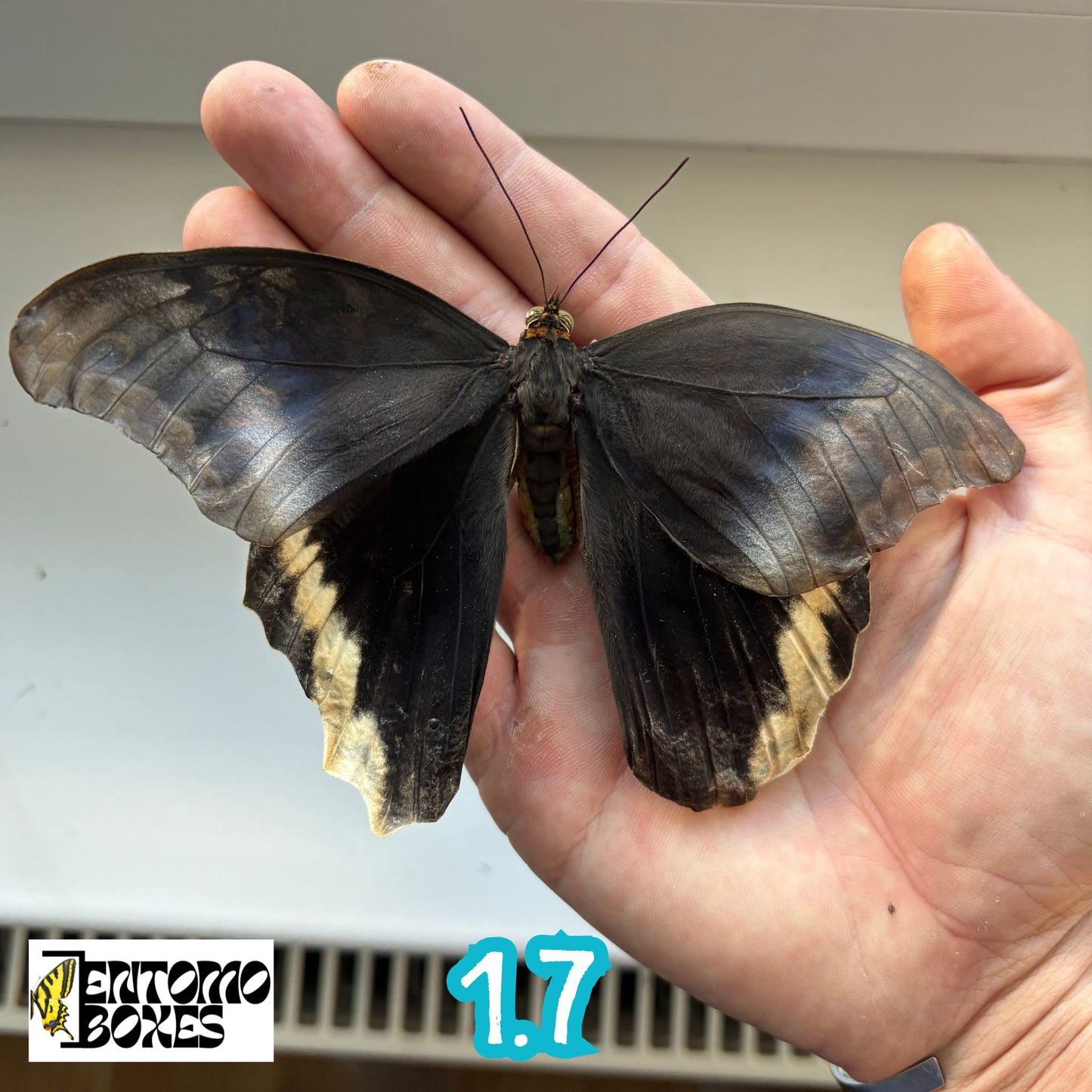 Caligo atreus SELTEN