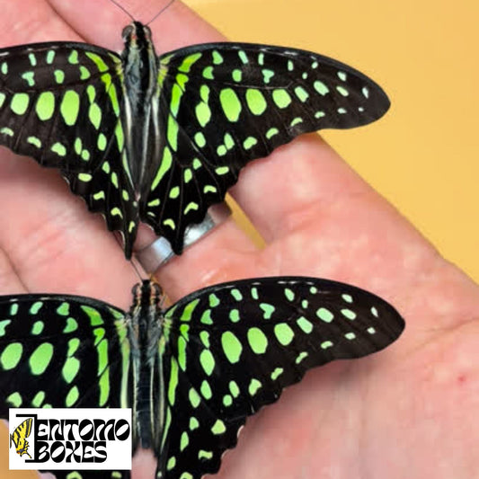 Graphium agamemnon papieriert