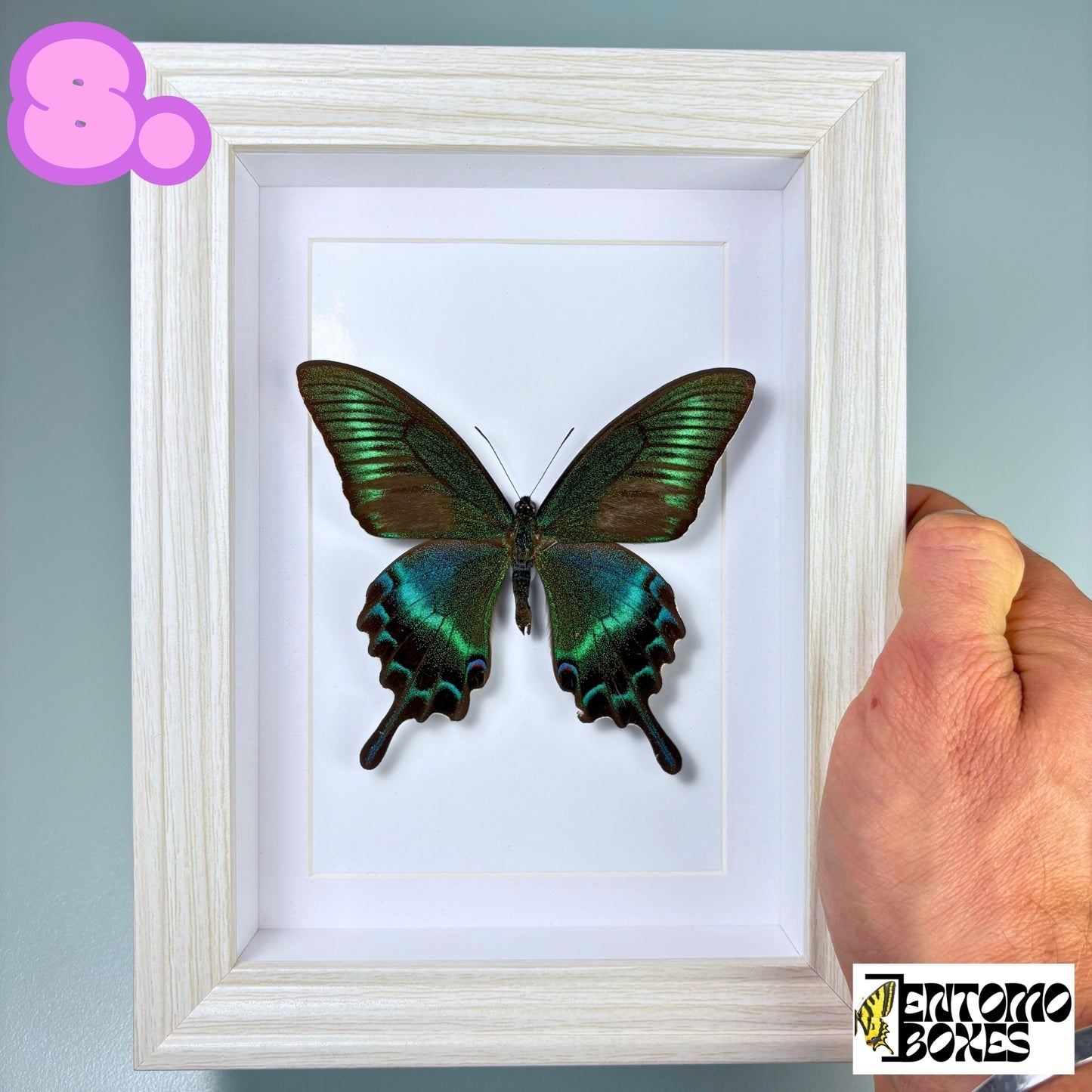 Gerahmter tropischer Schmetterling