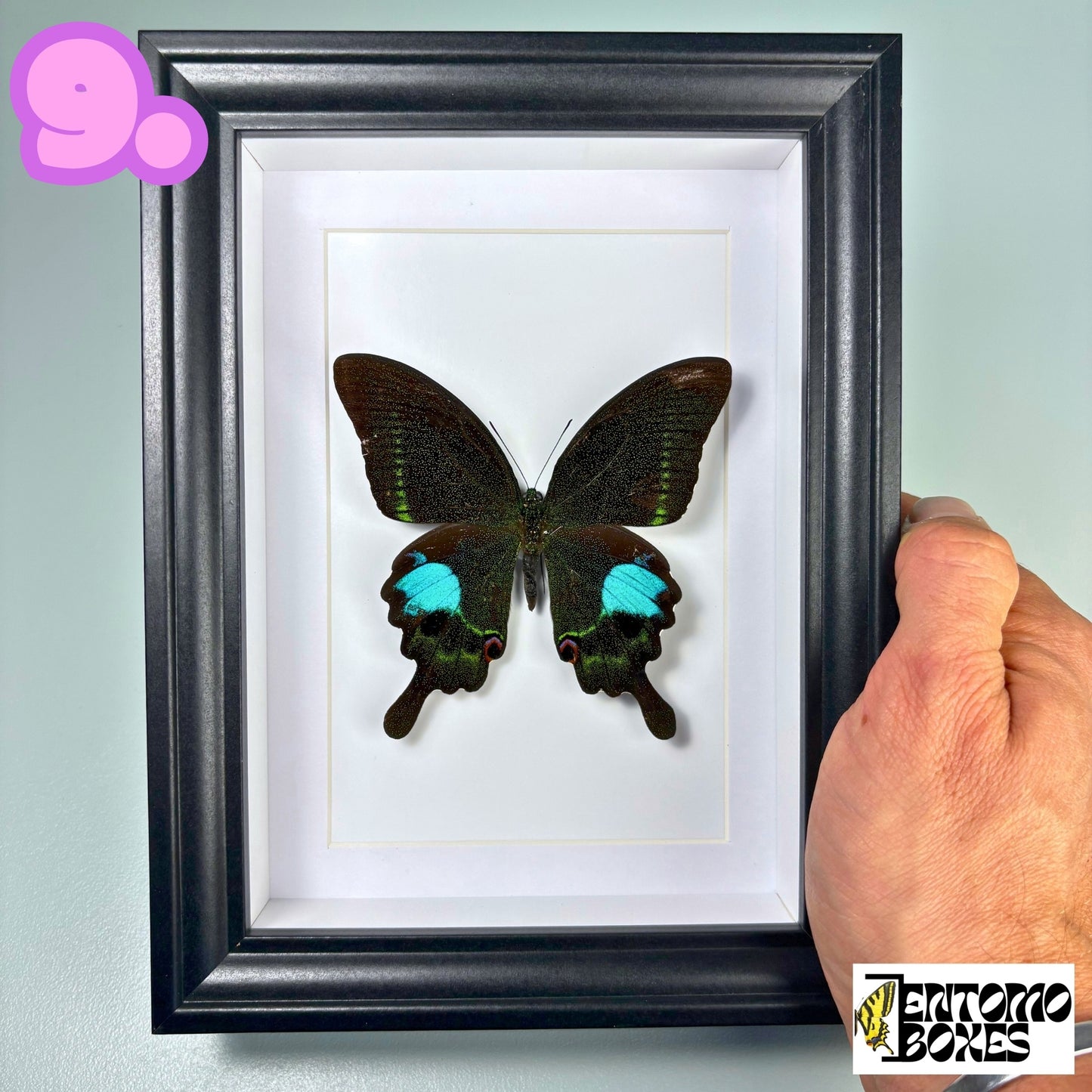 Gerahmter tropischer Schmetterling