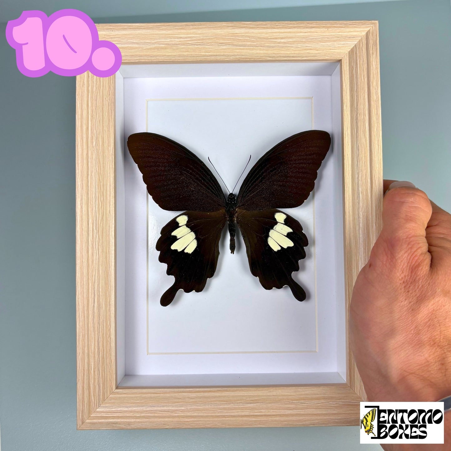 Gerahmter tropischer Schmetterling
