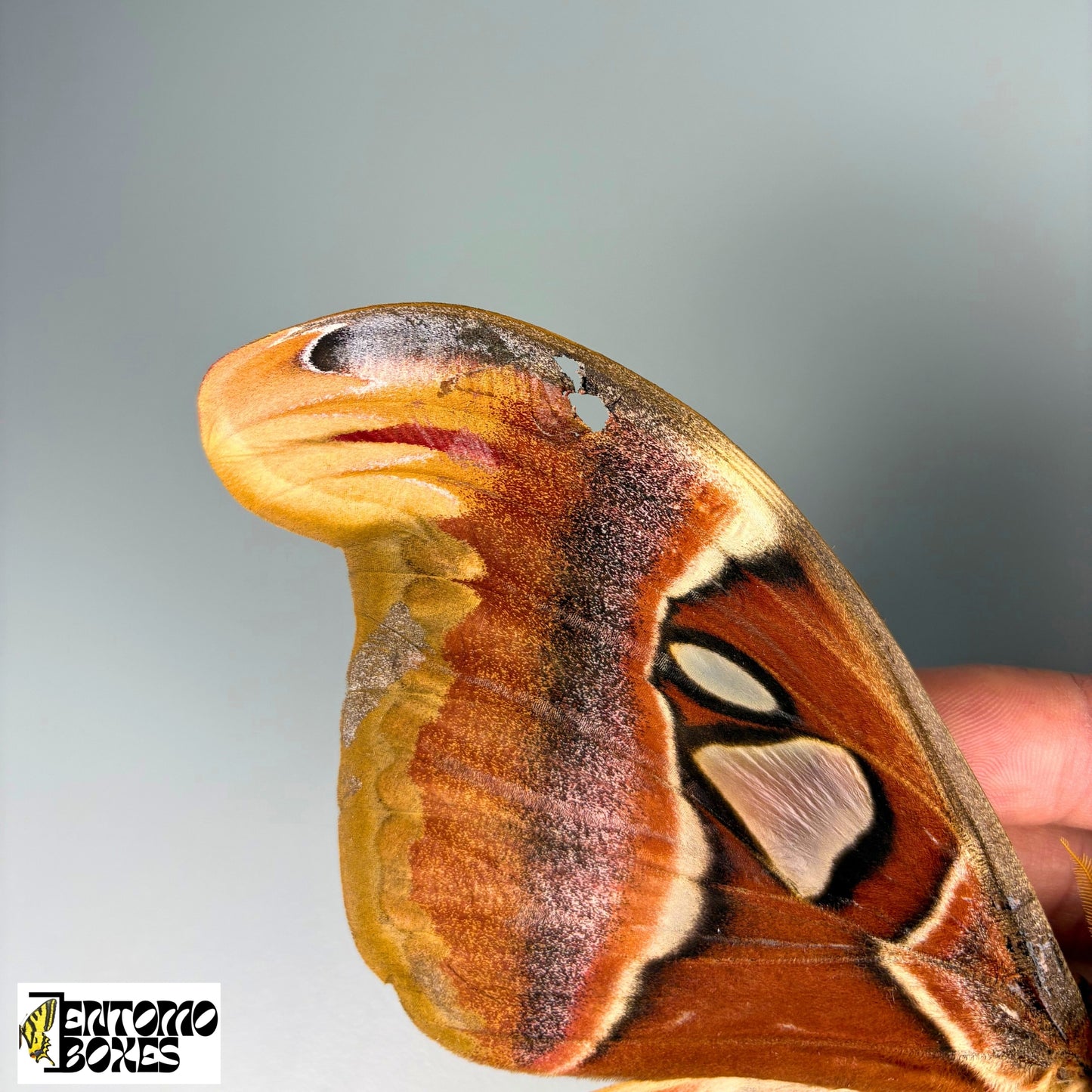 Attacus atlas montiert Motten