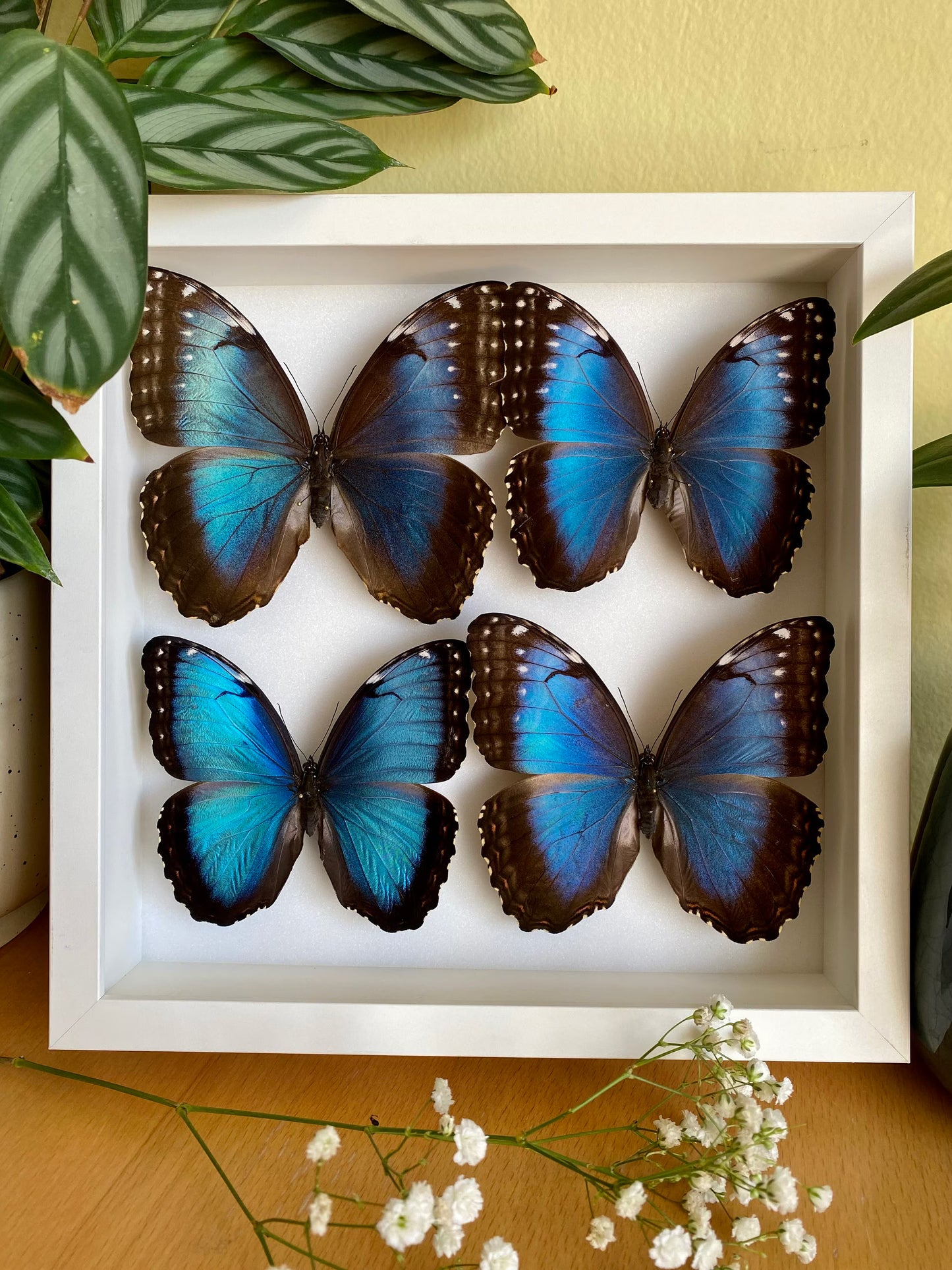 Blauer Morphofalter im Rahmen