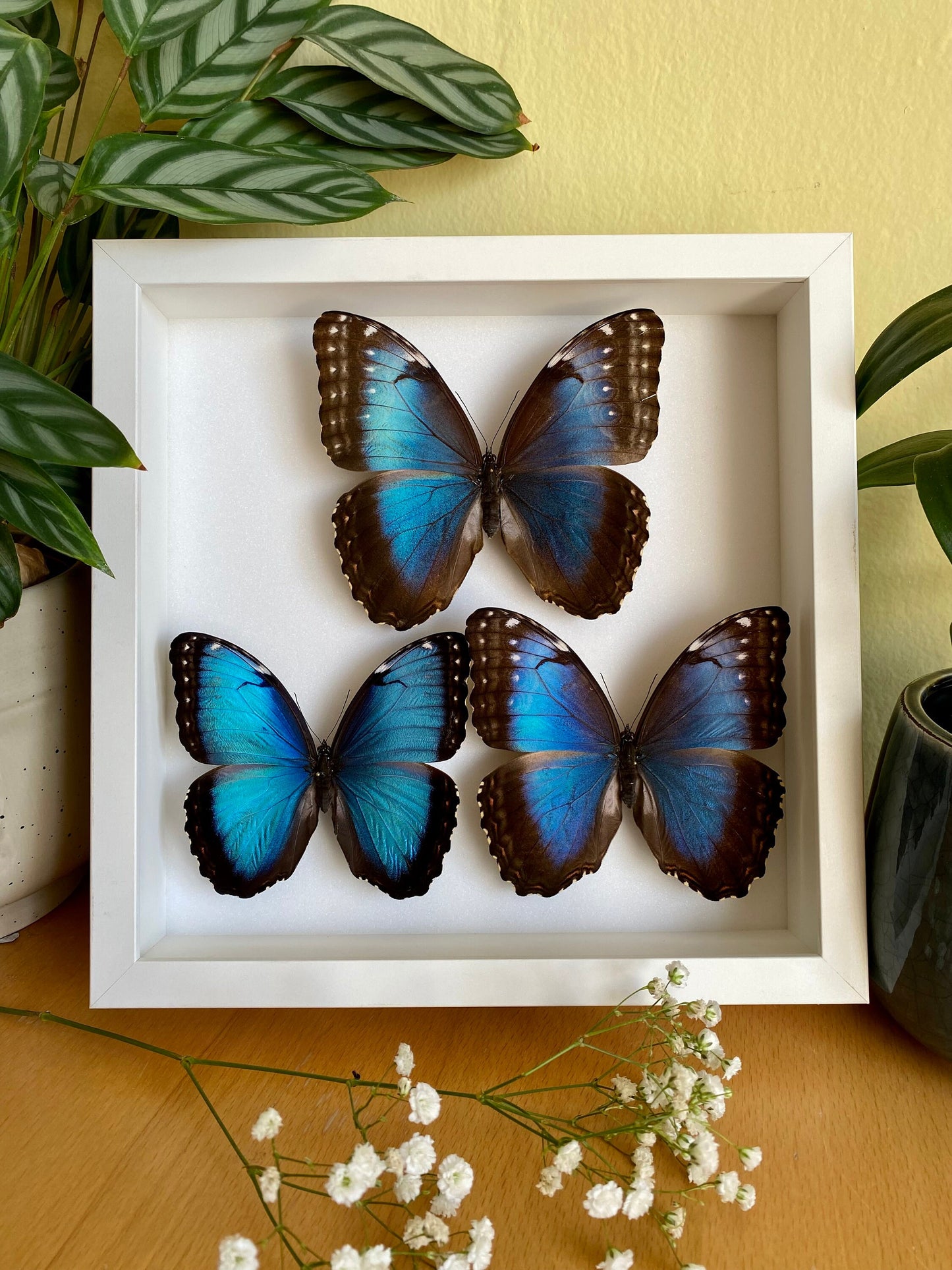 Blauer Morphofalter im Rahmen