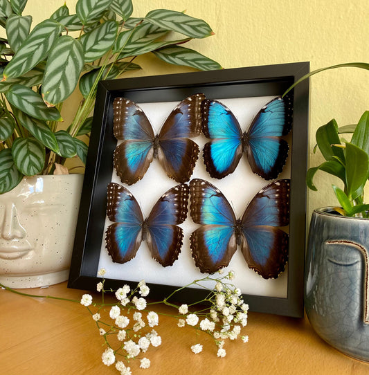 Blauer Morphofalter im Rahmen