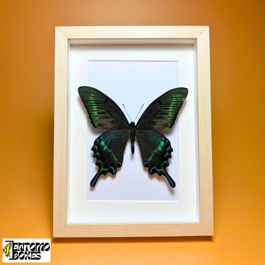 Papilio maackii im Rahmen