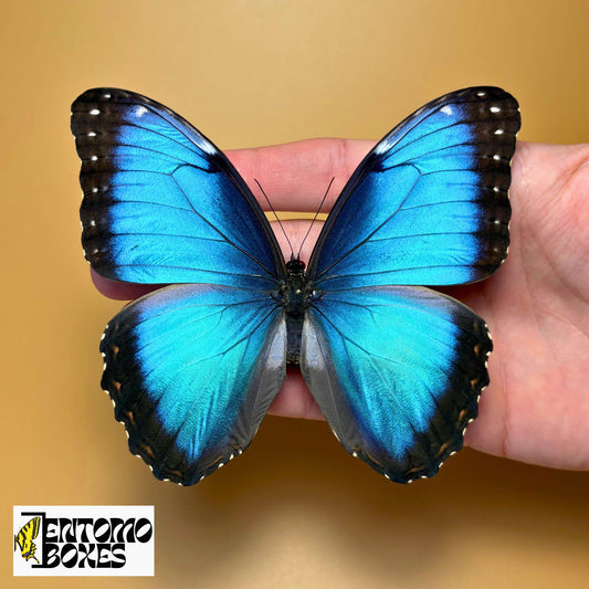 Blauer Morpho-Schmetterling