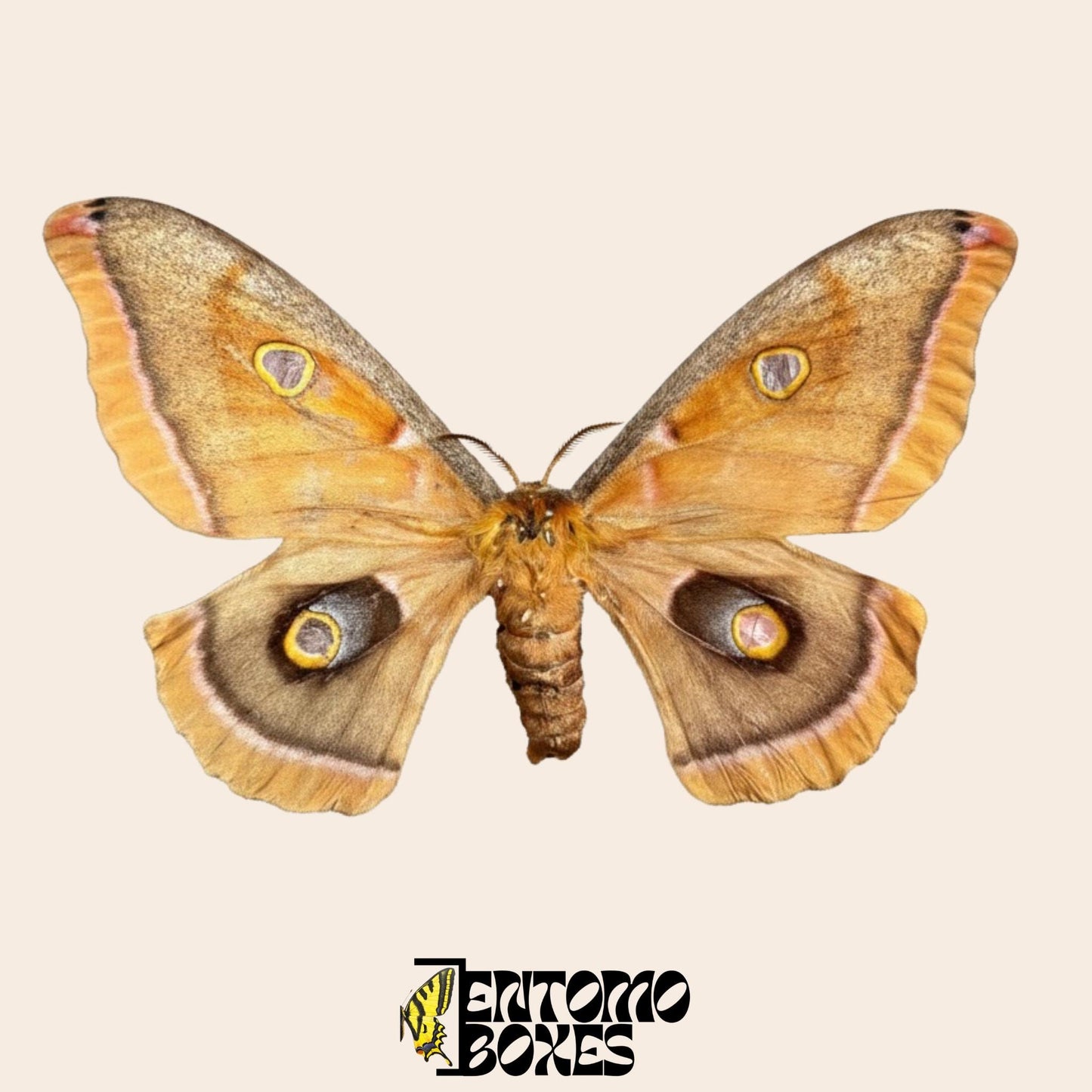 Antheraea polyphemus gespannte Motte