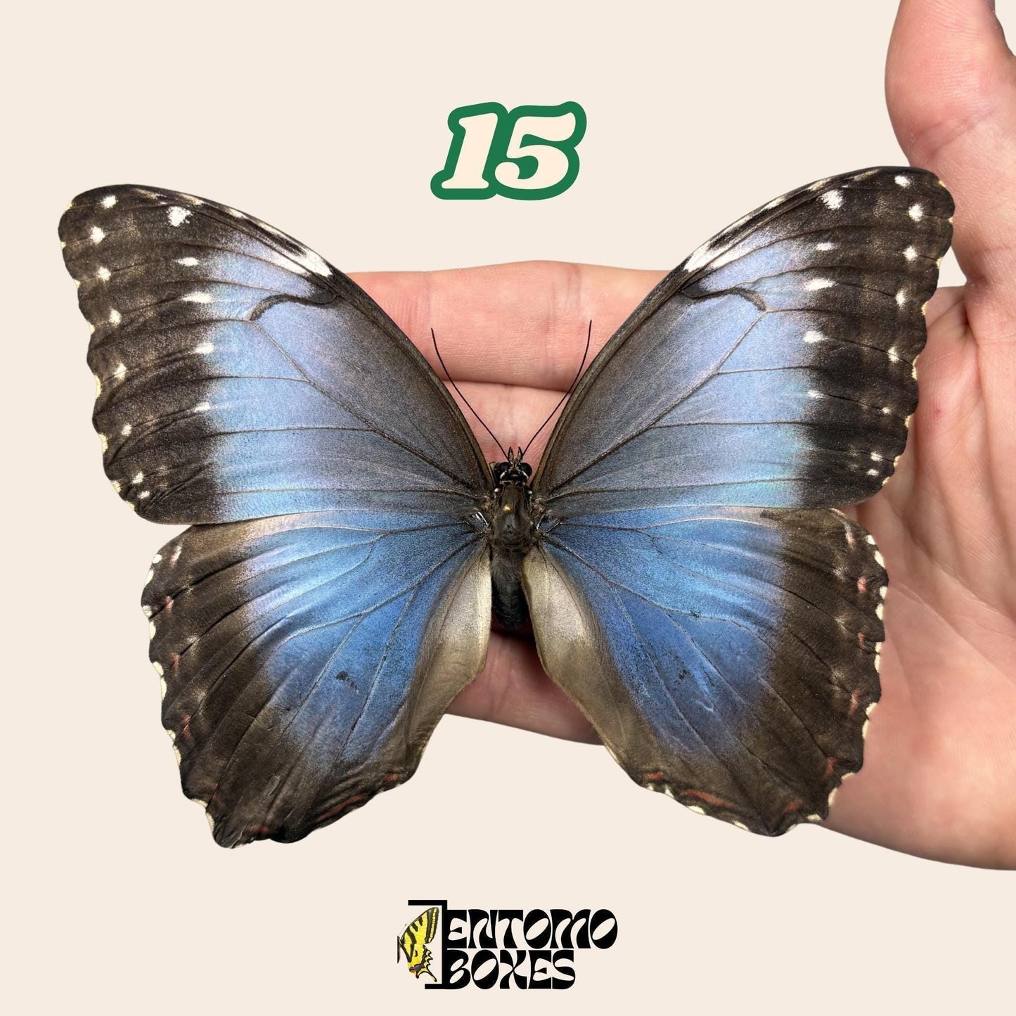 B-Qualität Blau Morpho Schmetterling No.15 in der Hand mit sichtbarem Flügelfehler, Pick-Your-Own nachhaltig bezogen