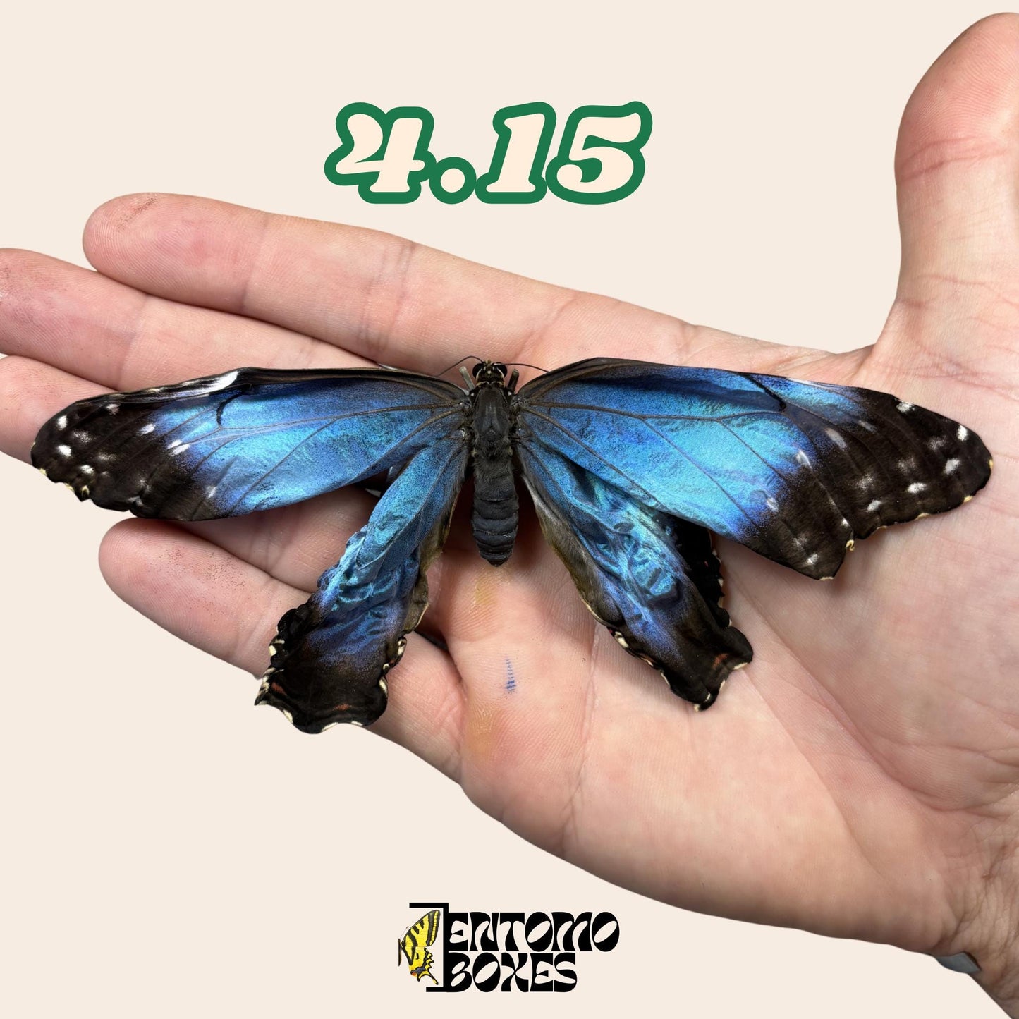 echter Blau Morpho Schmetterling: B-Qualität defektes Trockenexemplar für Taxidermie-Reparatur