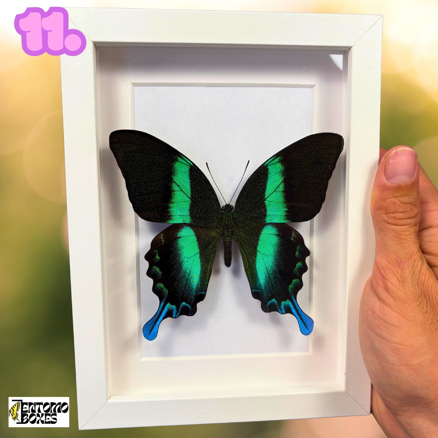 Gerahmter tropischer Schmetterling