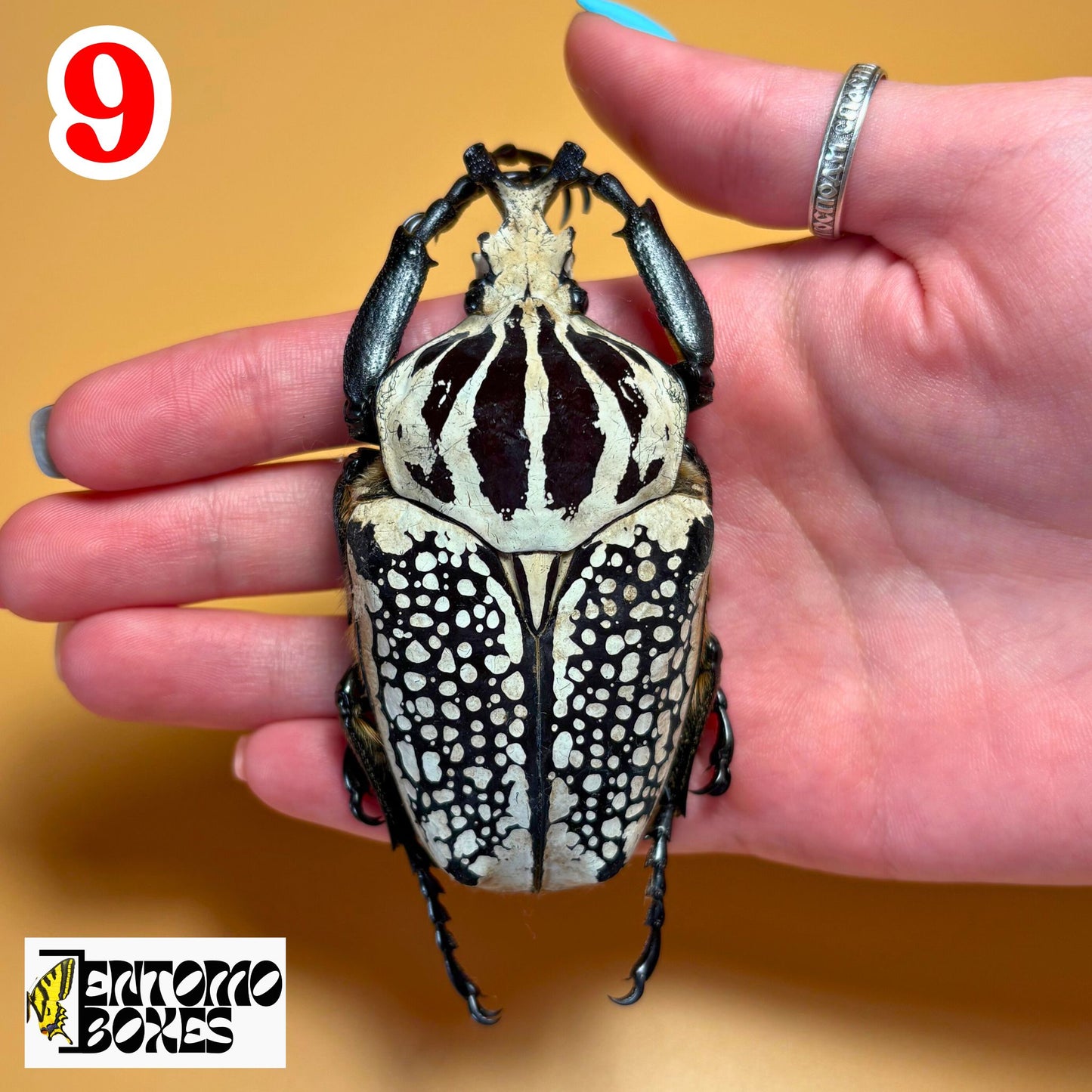 Echtes Exemplar des Goliathus meleagris-Käfers