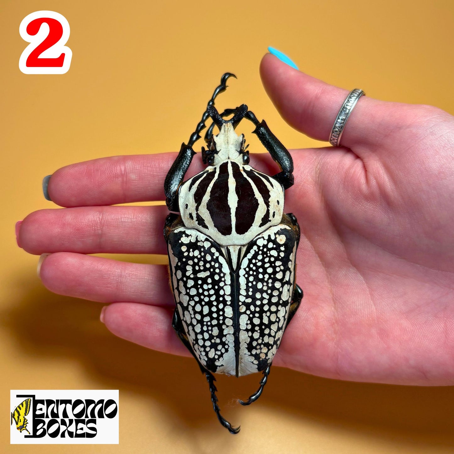goliathus meleagris beetle for sale