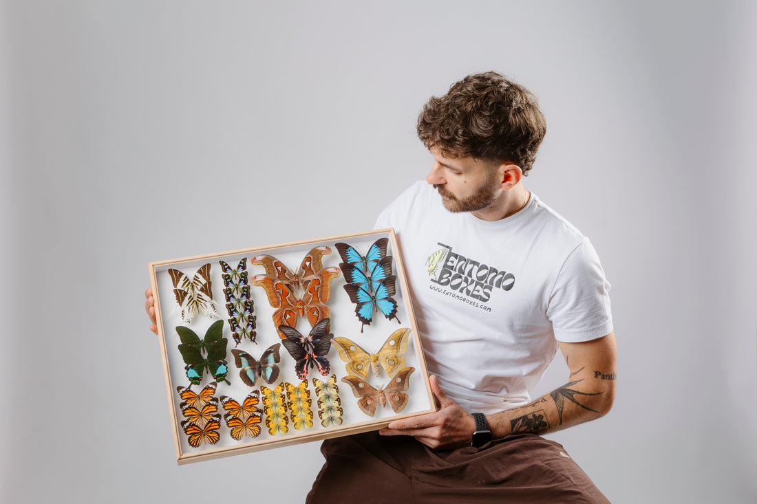 Chris von EntomoBoxes hält einen gerahmten Schaukasten mit bunten gespannten Schmetterlingen und Nachtfaltern