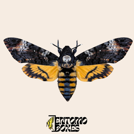Gespanntes Präparat des Totenkopfschwärmers (Acherontia atropos) für entomologische Taxidermie-Kunst