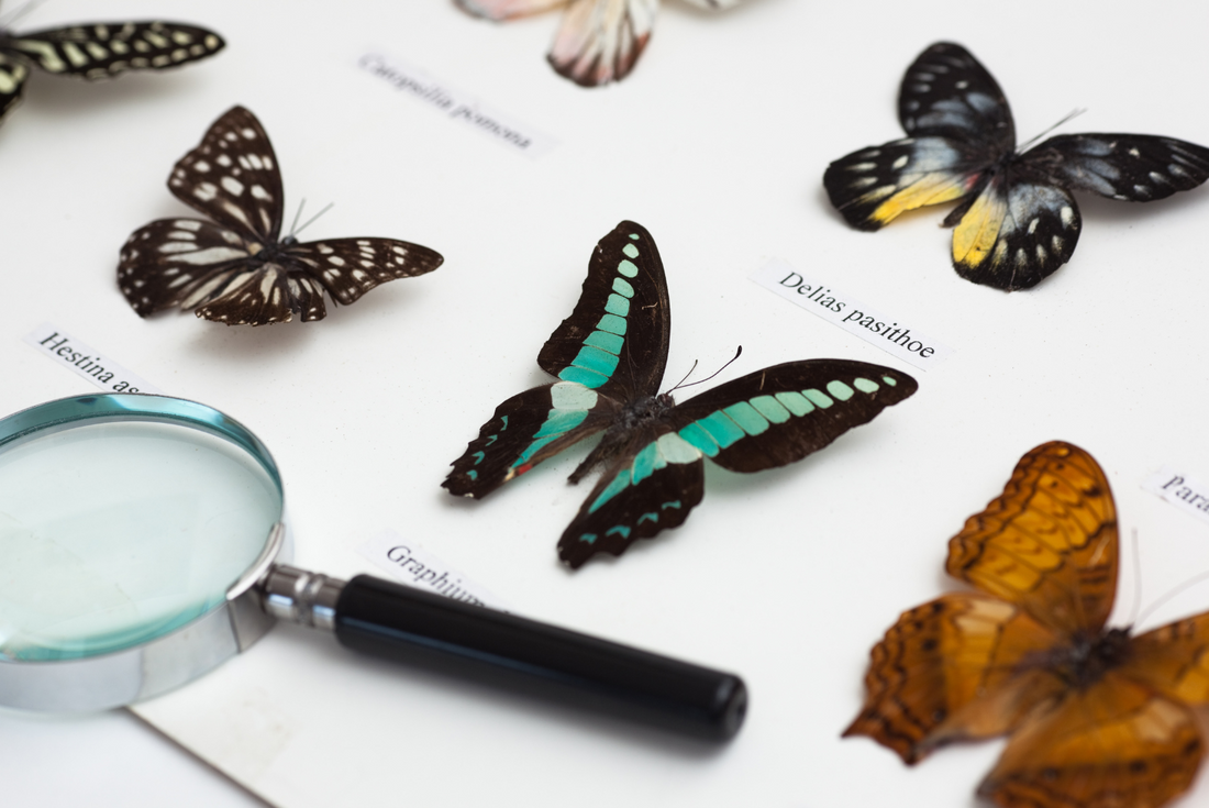 Collage-Illustration gespannter Schmetterling- und Insektenpräparate