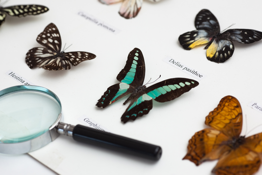 Collage-Illustration gespannter Schmetterling- und Insektenpräparate