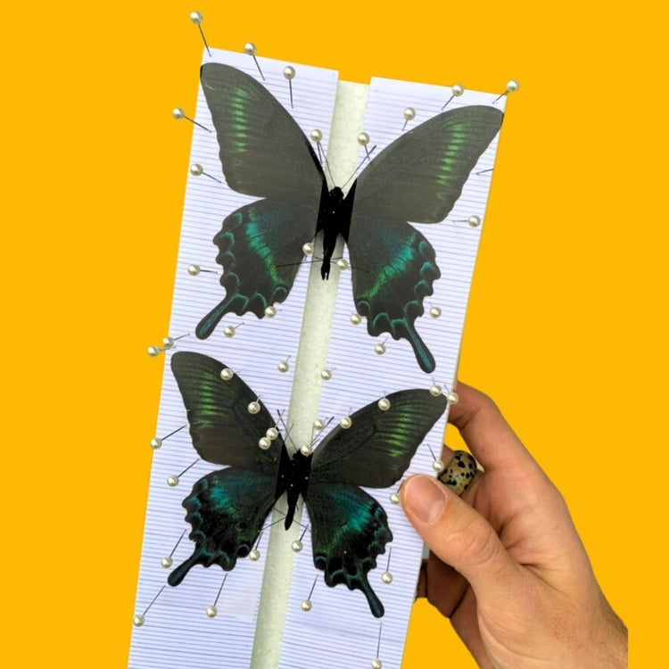 butterfly spreading boards