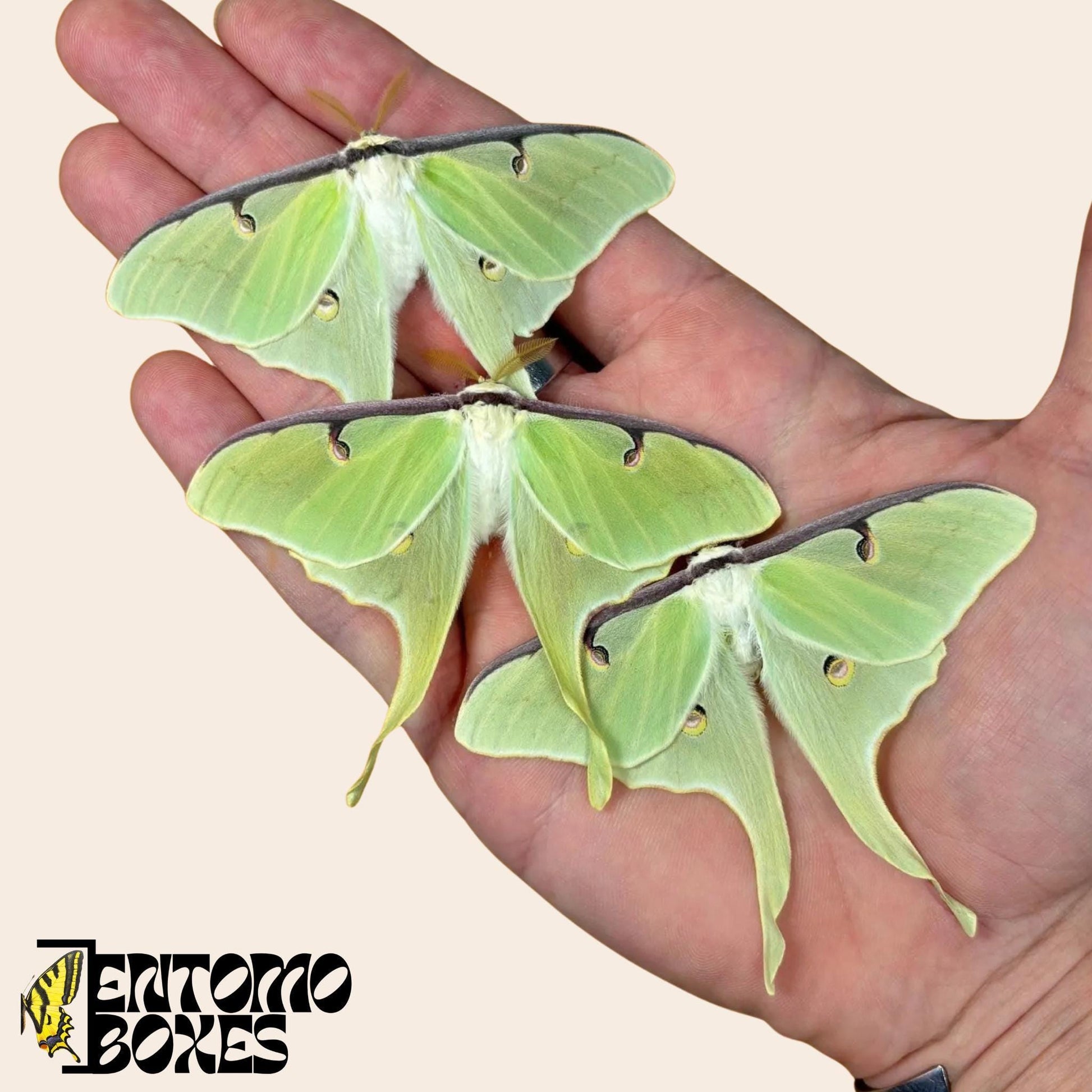 three actias luna moths on hand