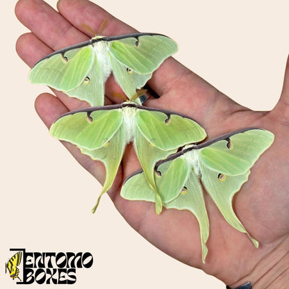 three actias luna moths on hand