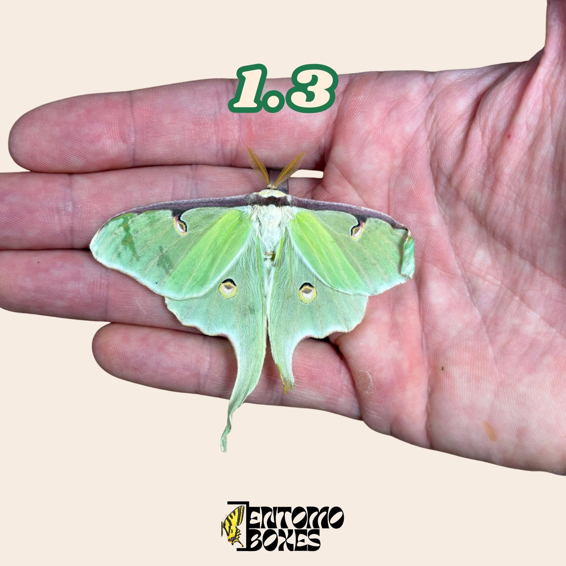 Actias luna moon moth specimen for entomology taxidermy collection