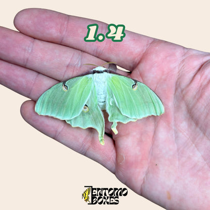 Actias luna moon moth specimen for entomology taxidermy collection