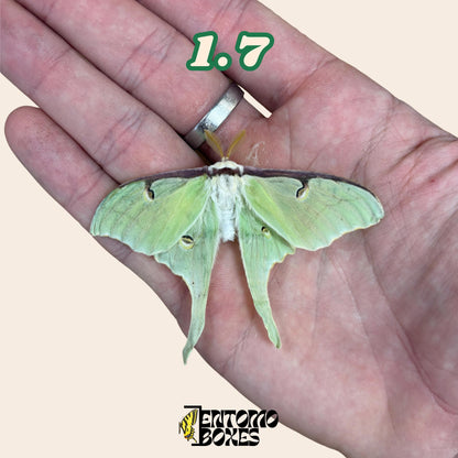 Actias luna moon moth specimen for entomology taxidermy collection
