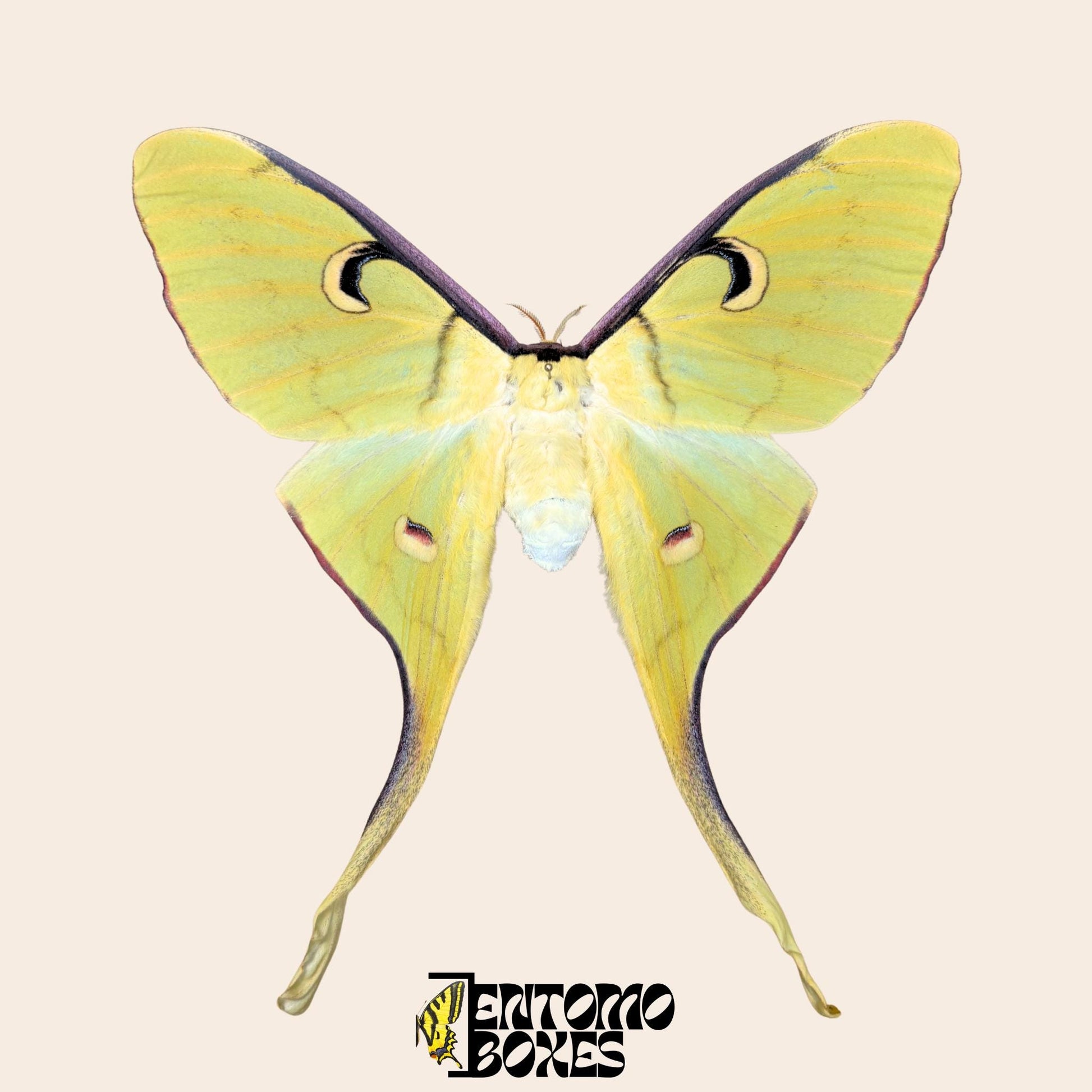 actias meanas female pinned