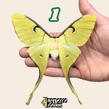 actias meanas female pinned