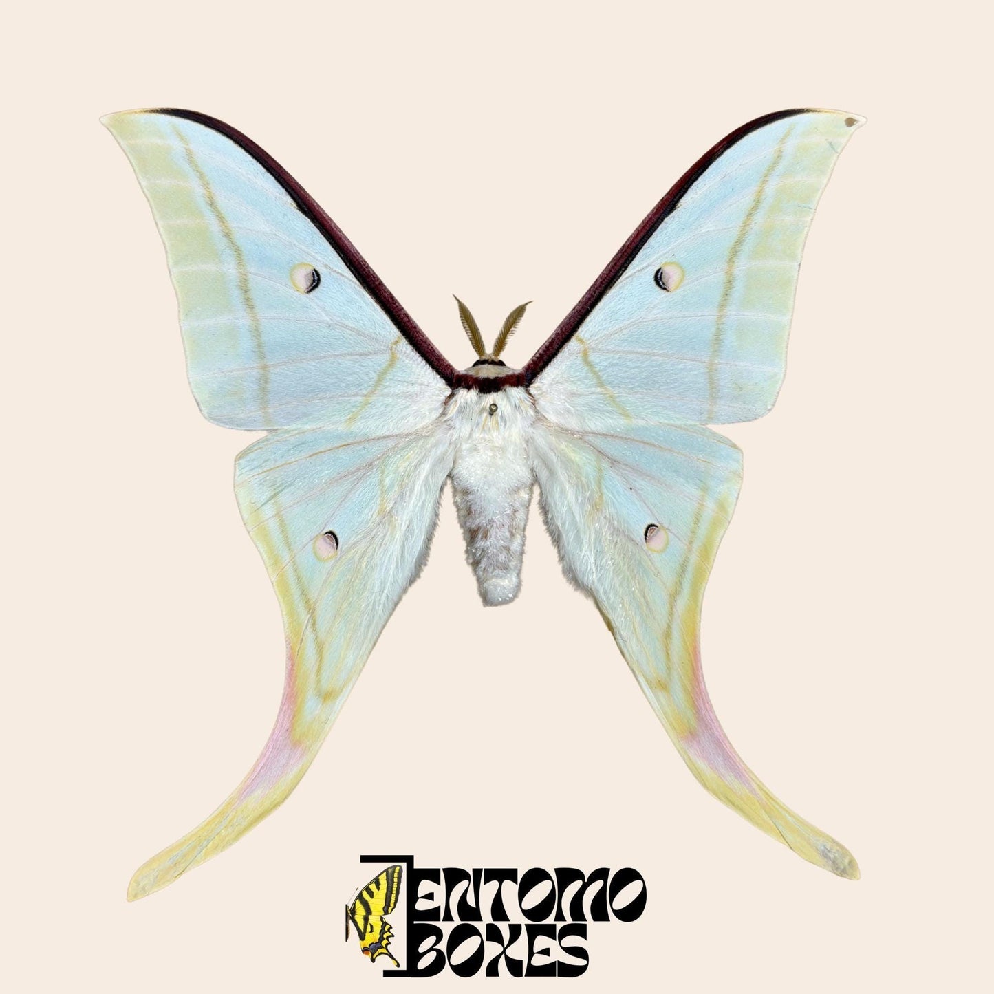 Actias selene Indischer Mondfalter Männchen gespanntes Exemplar, große hellgrüne Flügel mit Schwanzfortsätzen