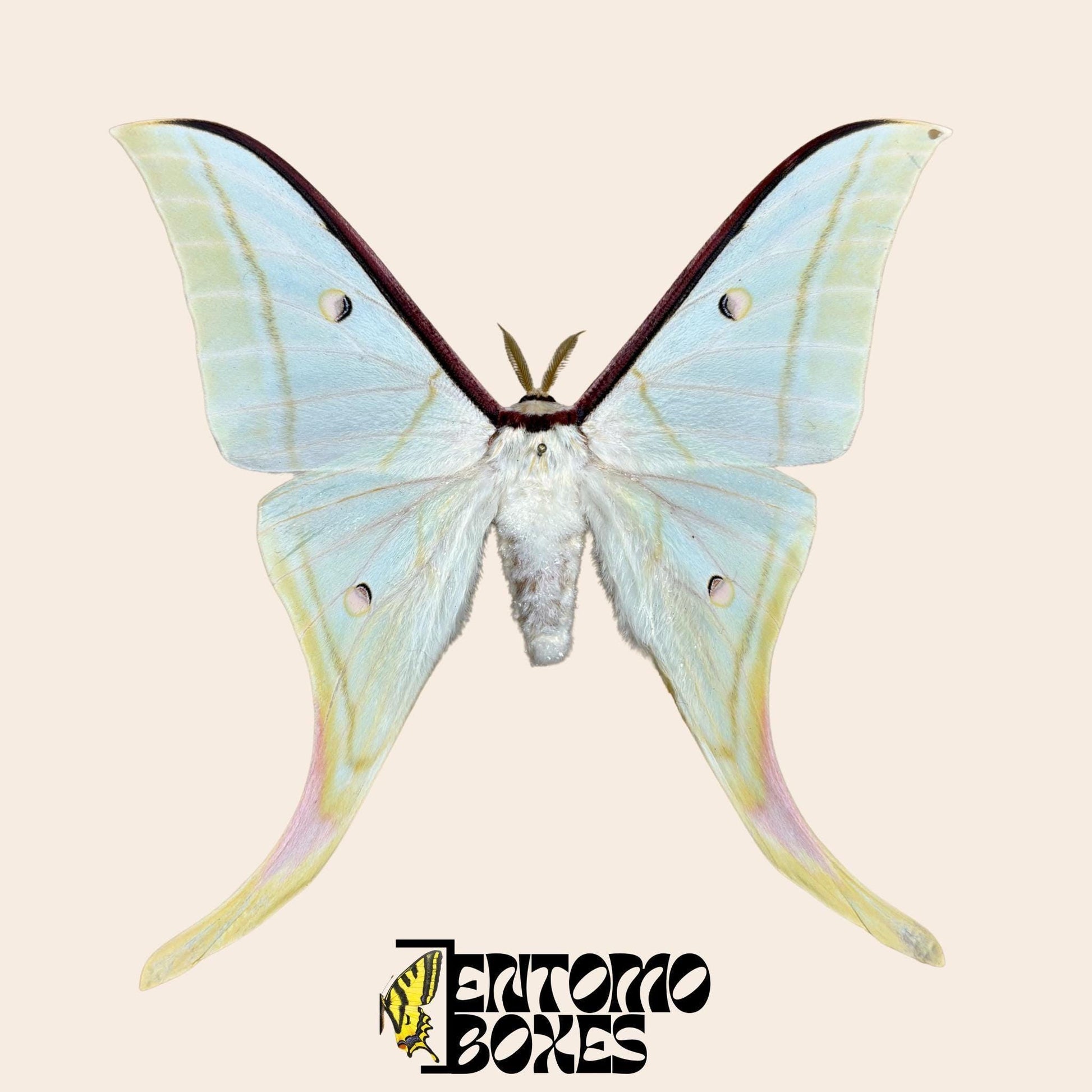 Actias selene Indischer Mondfalter Männchen gespanntes Exemplar, große hellgrüne Flügel mit Schwanzfortsätzen