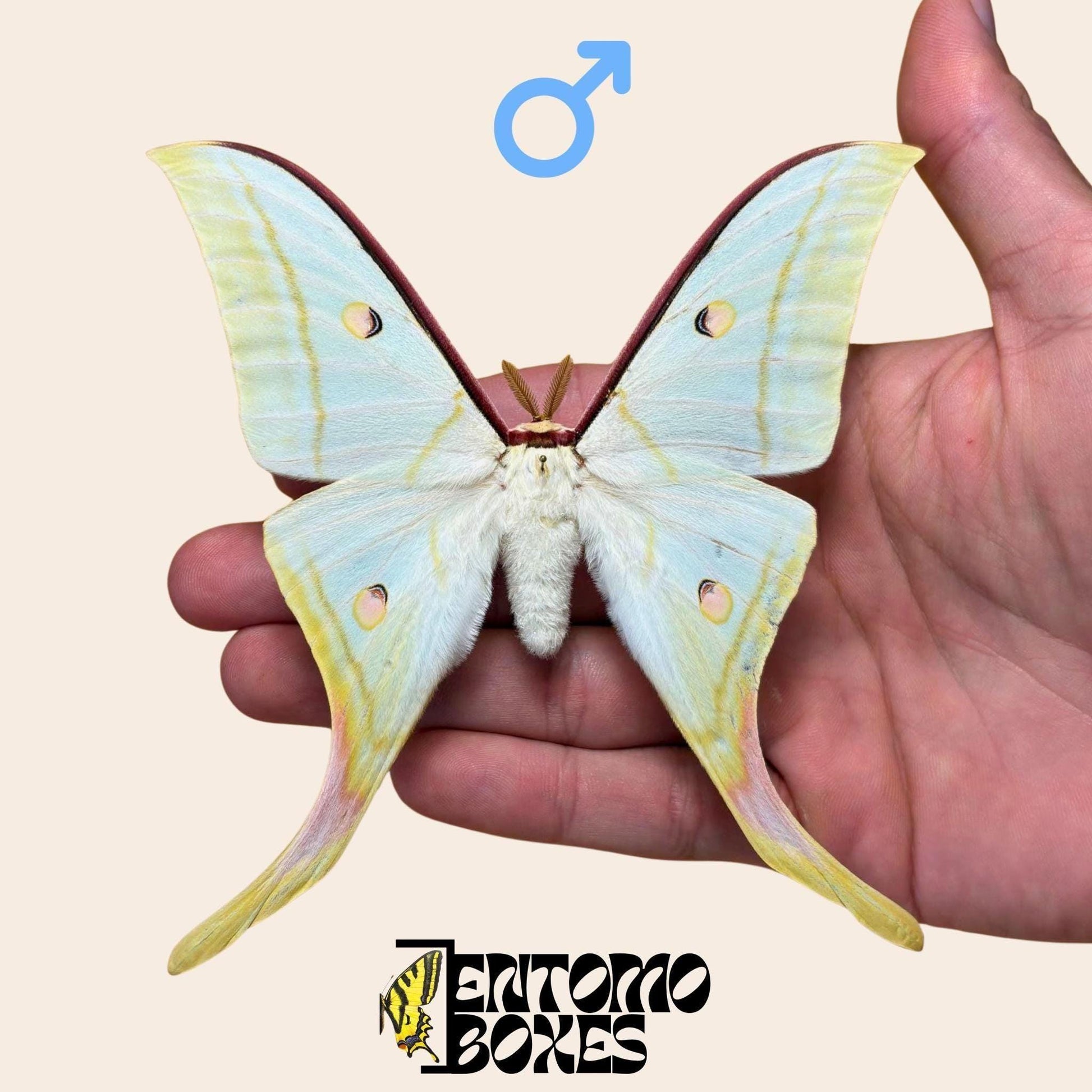 Actias selene Indischer Mondfalter Männchen gespanntes Exemplar, große hellgrüne Flügel mit Schwanzfortsätzen