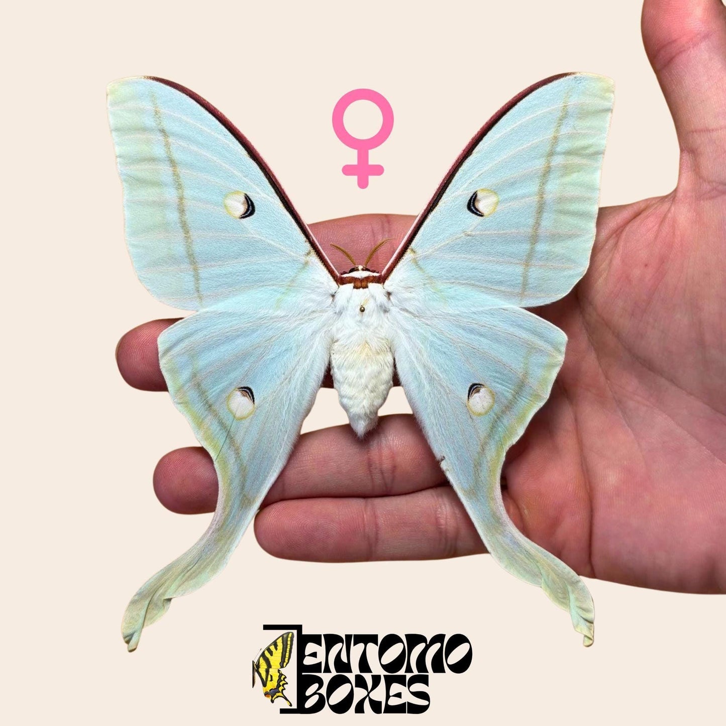 Actias selene Indischer Mondfalter Weibchen gespanntes Exemplar, große hellgrüne Flügel, nachhaltig bezogen