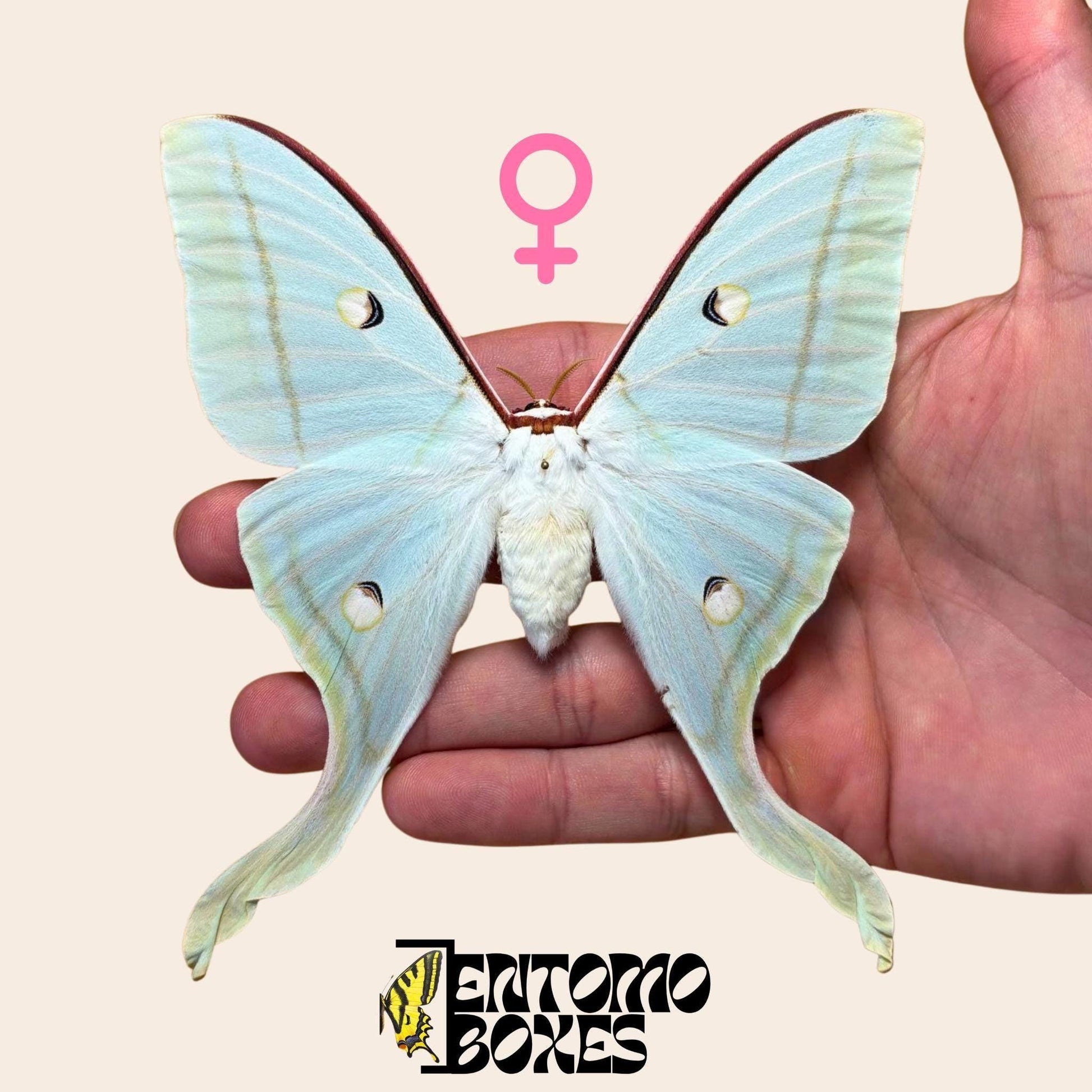 Actias selene Indischer Mondfalter Weibchen gespanntes Exemplar, große hellgrüne Flügel, nachhaltig bezogen
