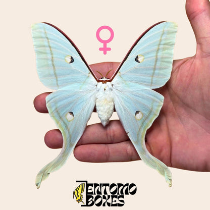 Actias selene Indischer Mondfalter Weibchen gespanntes Exemplar, große hellgrüne Flügel, nachhaltig bezogen