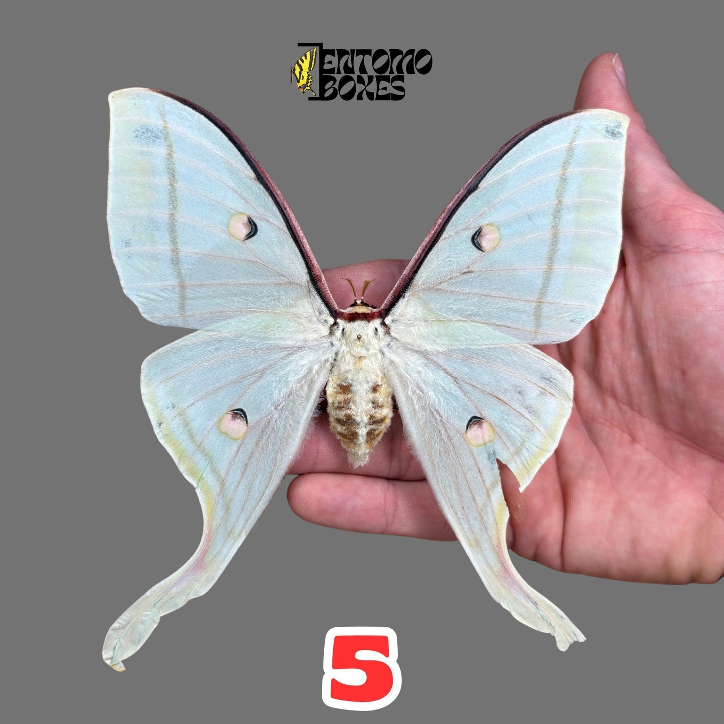 Actias selene Indischer Mondfalter Weibchen gespanntes Exemplar, große hellgrüne Flügel, nachhaltig bezogen