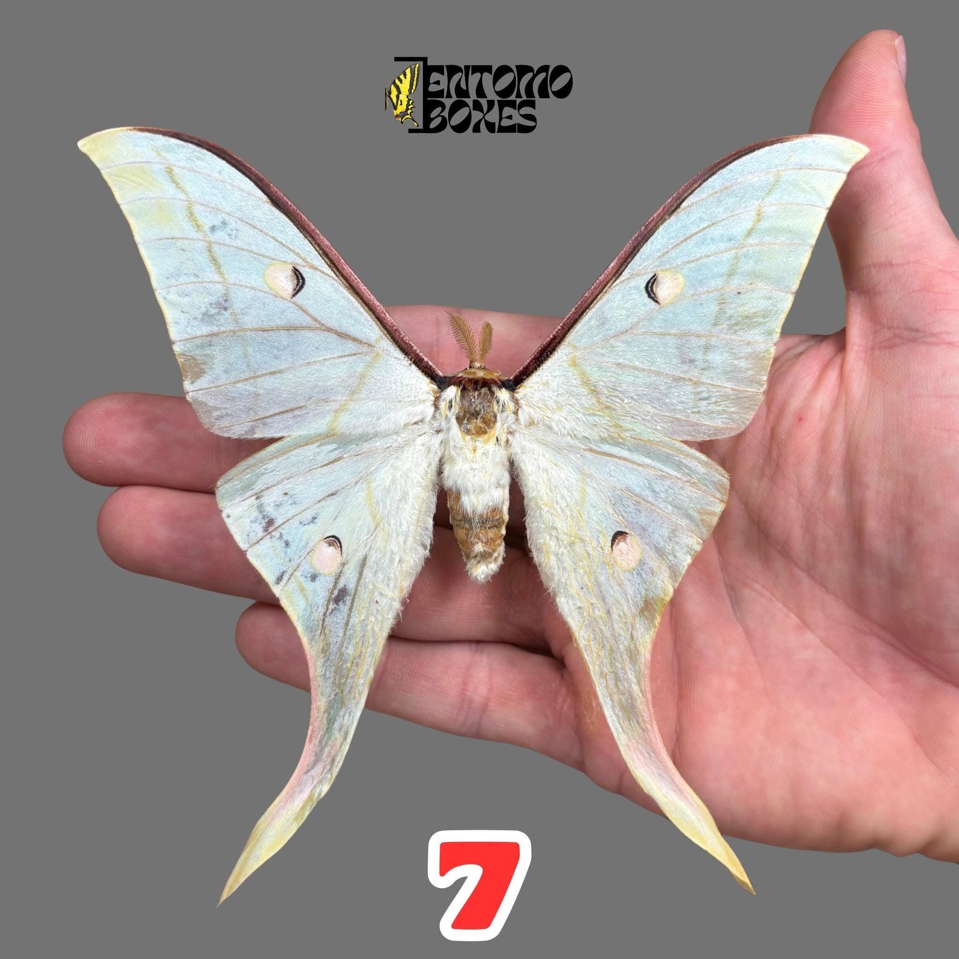 Actias selene Indischer Mondfalter Männchen gespanntes Exemplar, große hellgrüne Flügel mit Schwanzfortsätzen
